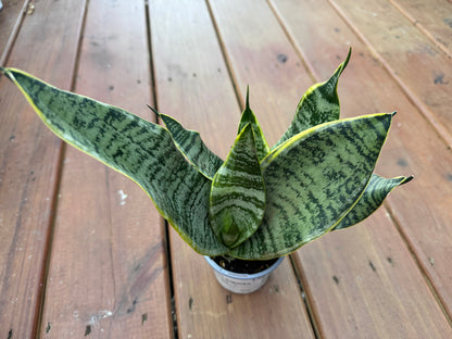 4” Sansevieria Superba