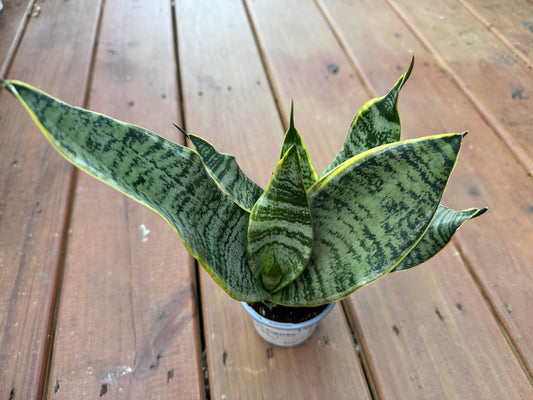 4” Sansevieria Superba