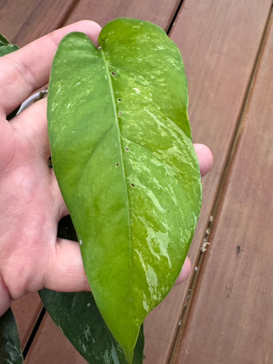 4” Epipremnum Albo