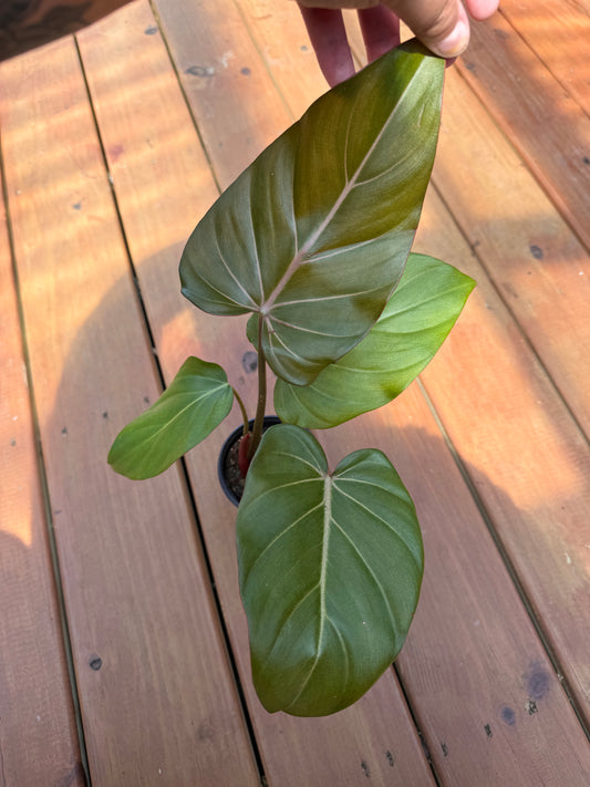 4” Philodendron Summer Glory