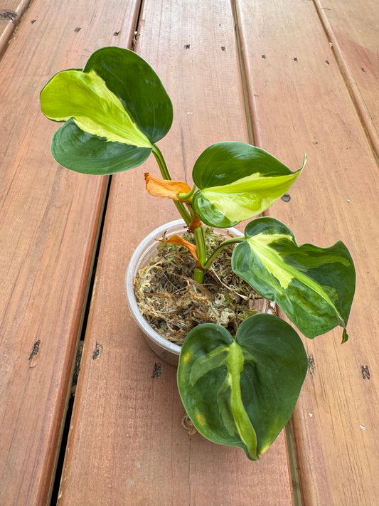 4” Philodendron Gabby (Lightly Rooted)