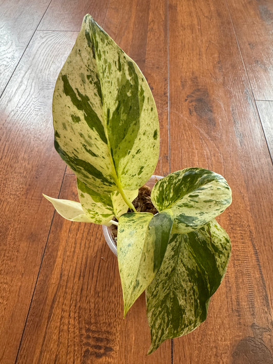 4" Snow Queen Pothos