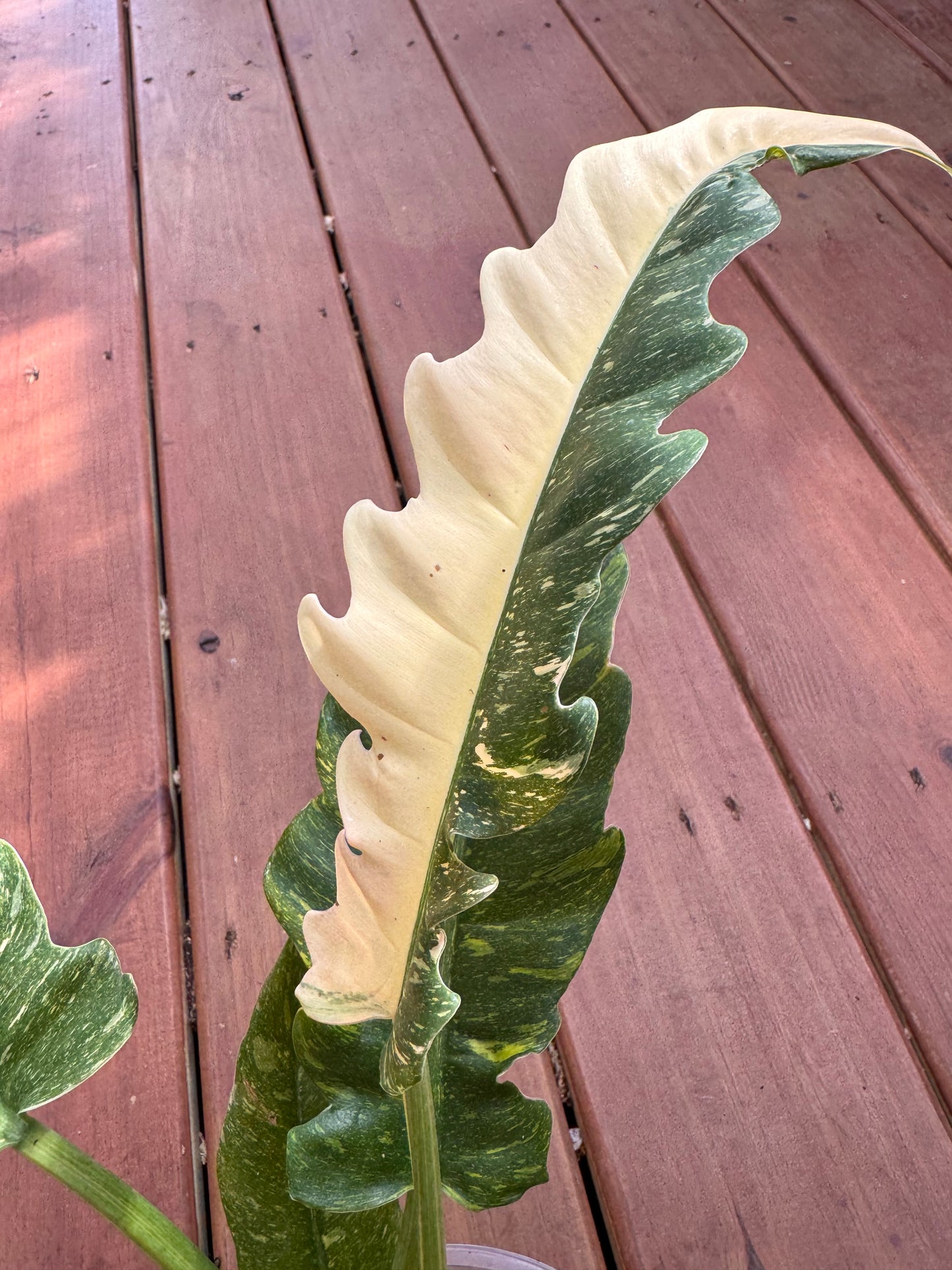 6” Ring Of Fire Philodendron