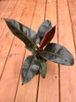 5” Philodendron Imperial Red Hybrid