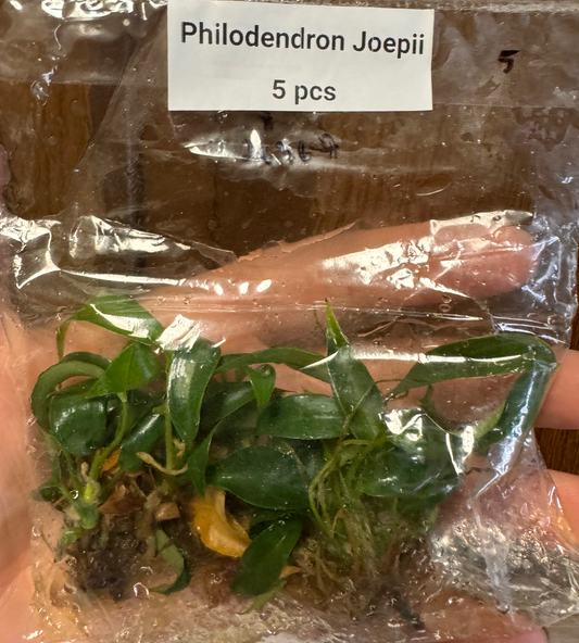 Philodendron Joepii Tissue Culture- 5 Pack