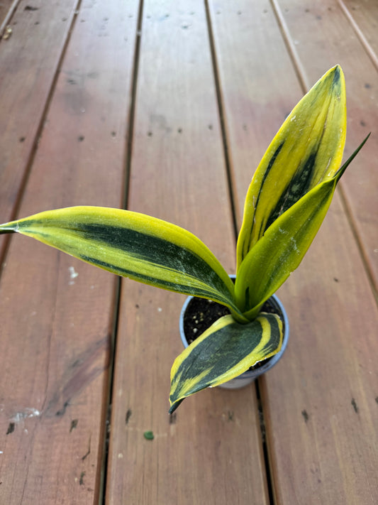 4” Sansevieria Gold Flame