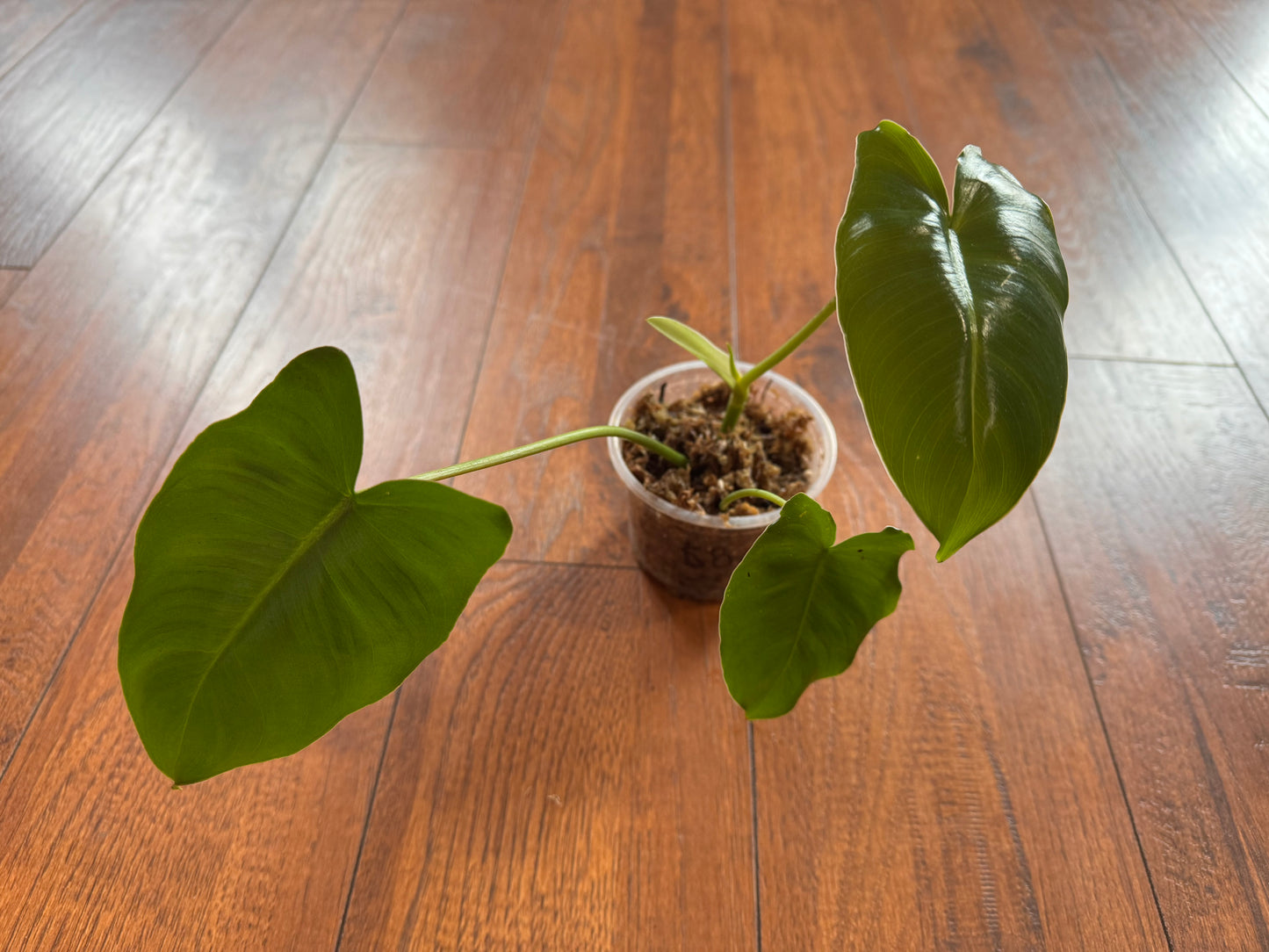 4" Burle Marx Philodendron