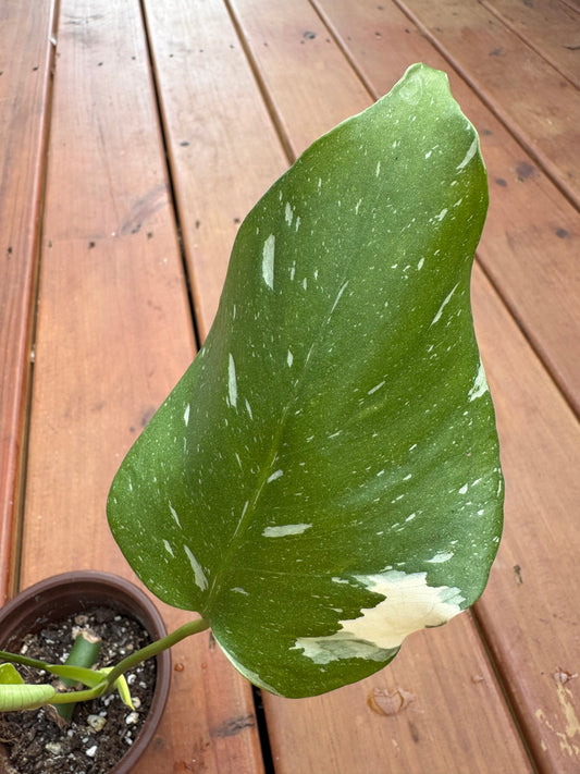 Monstera Thai Constellation in 4-inch pot with large fenestrated green leaves marbled in creamy white, variegated tropical houseplant