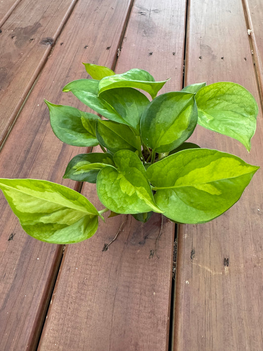 4” Global Green Pothos