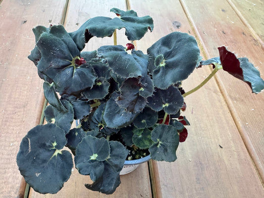 4” Begonia Black Mamba