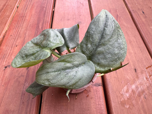 Scindapsus Silver Hero in 4-inch pot with thick silvery leaves and green undertones, trailing tropical houseplant