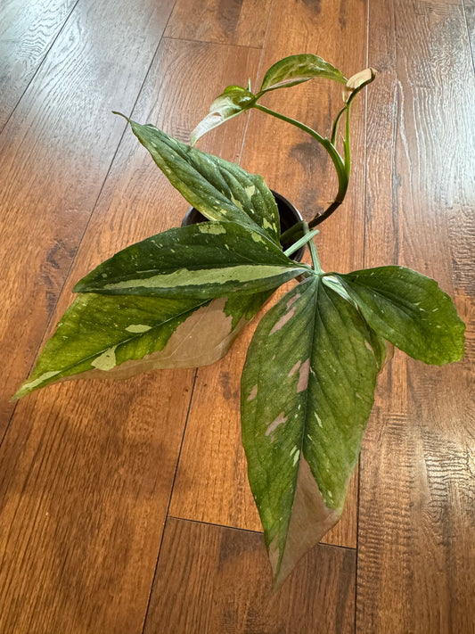 4" Syngonium Red Spot Tricolor