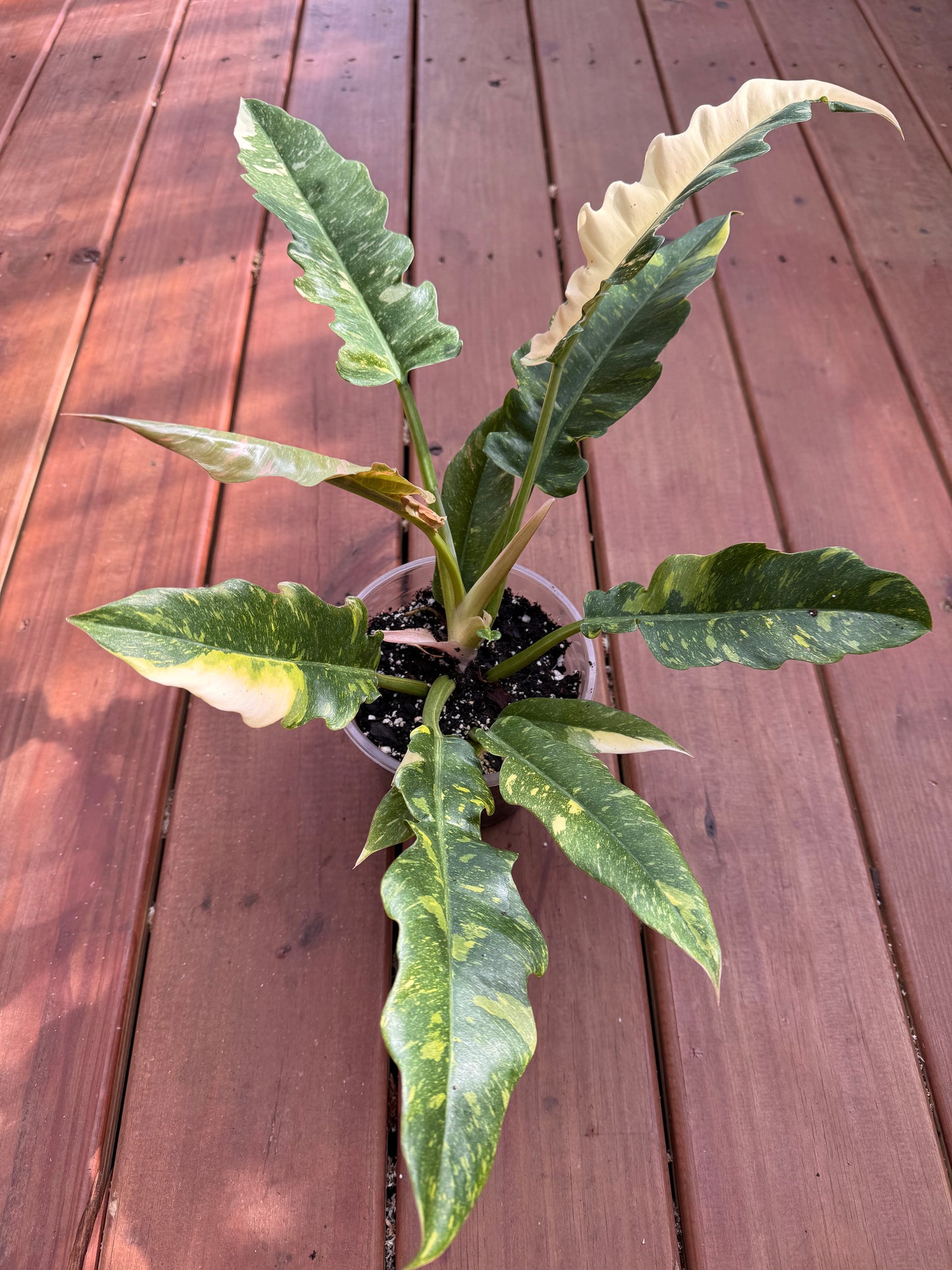 6” Ring Of Fire Philodendron