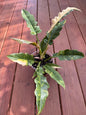 6” Ring Of Fire Philodendron