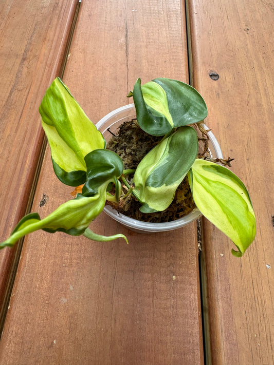 4” Philodendron Gabby (Lightly Rooted)