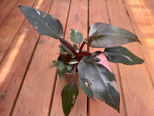 5” Pink Princess Philodendron