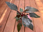 5” Pink Princess Philodendron