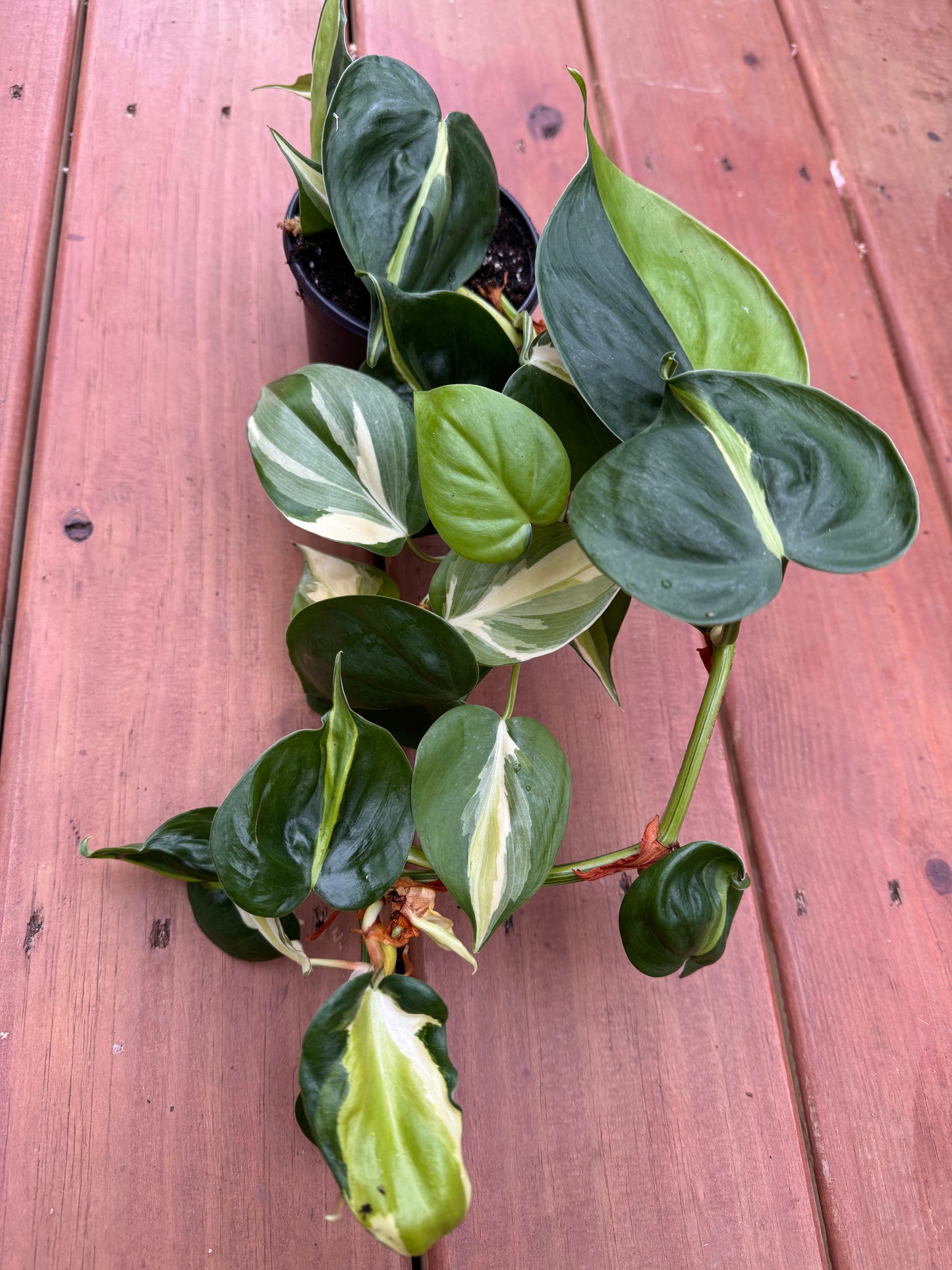 4" Philodendron Cream Splash