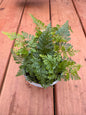 4” Davallia Fern (Rabbits Foot)