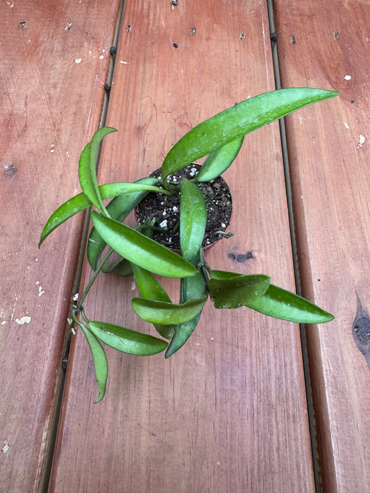 2” Hoya Wayetti Green