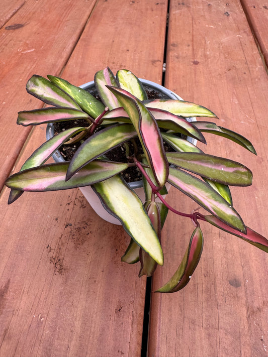 4” Hoya Wayetti Tricolor