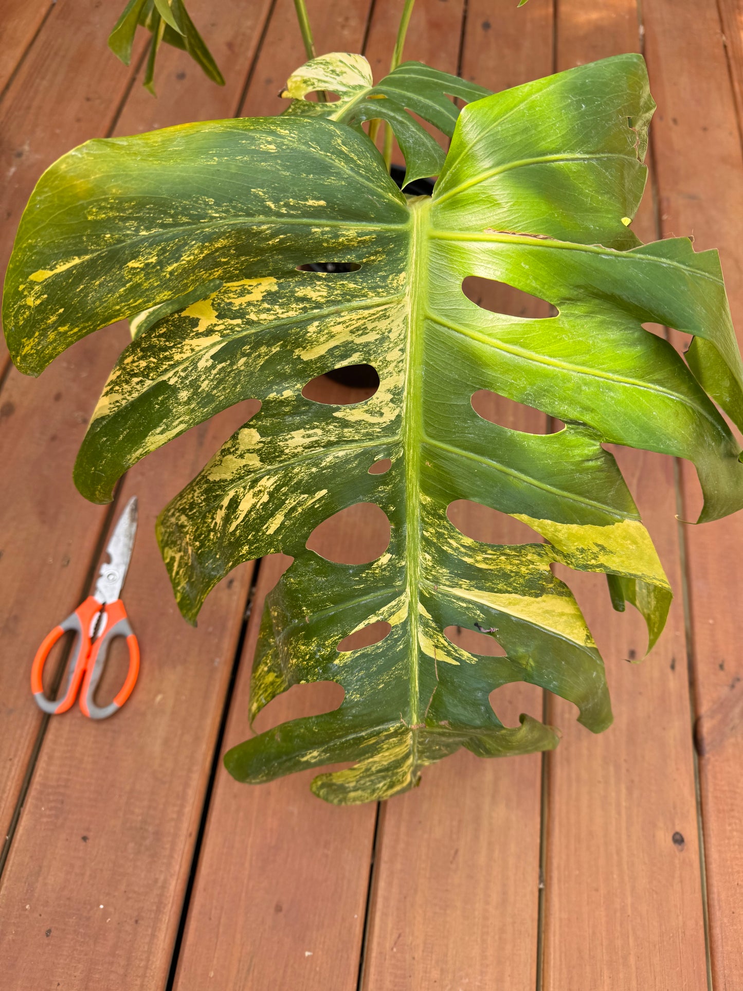 Large Monstera Aurea In A 1 Gallon Pot - LOCAL PICKUP ONLY