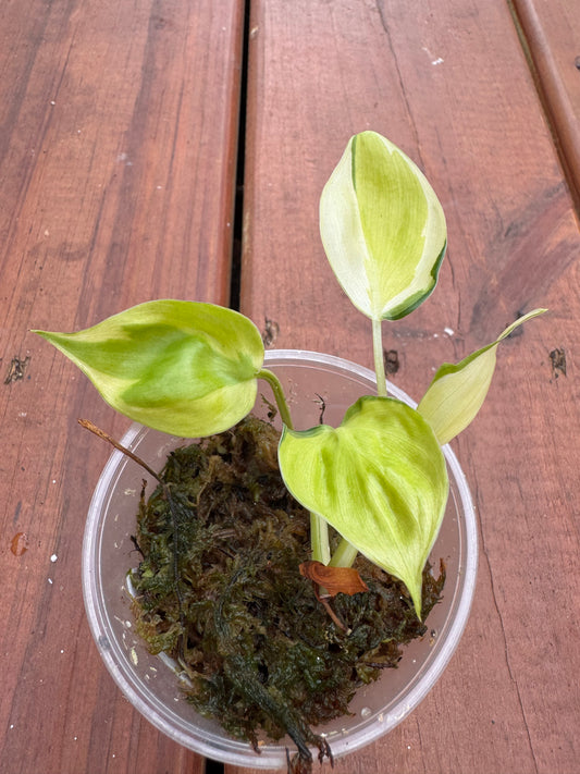 Philodendron Gabby in 4-inch pot with cascading white and green variegated leaves, trailing philodendron houseplant