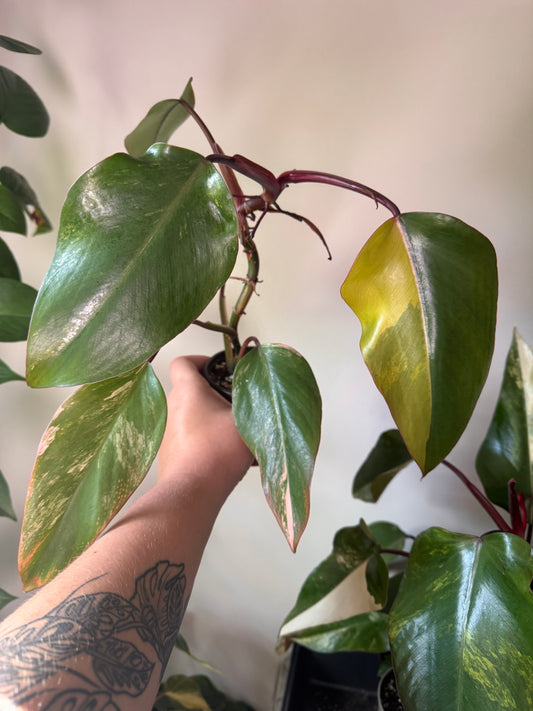 4” Strawberry Shake Philodendron