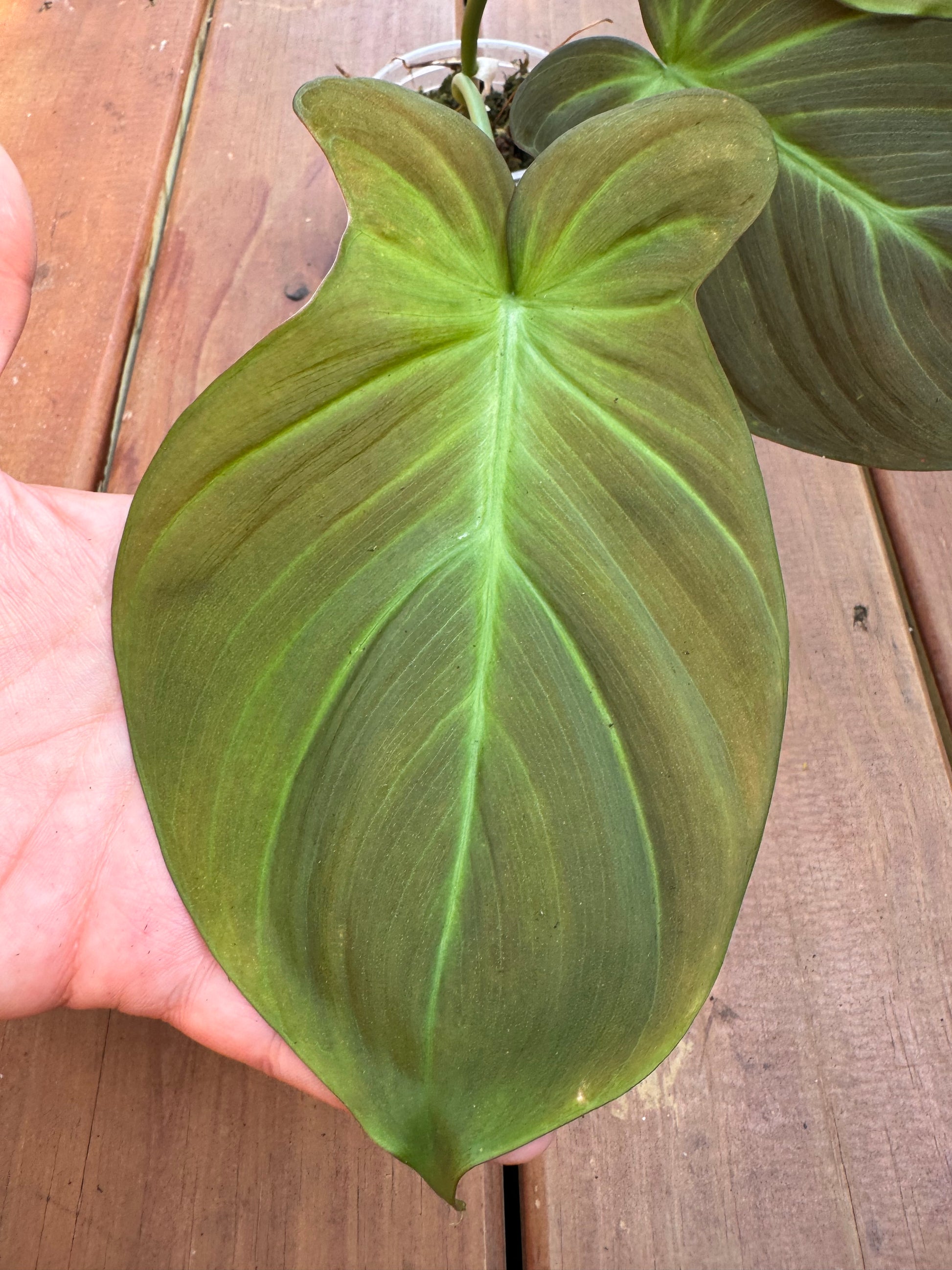 Philodendron Camposportoanum in 4-inch pot with velvety green heart-shaped leaves maturing into lobed foliage, climbing houseplant