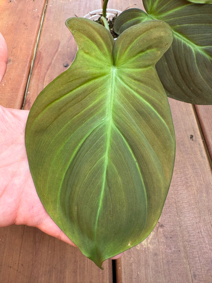 Philodendron Camposportoanum in 4-inch pot with velvety green heart-shaped leaves maturing into lobed foliage, climbing houseplant