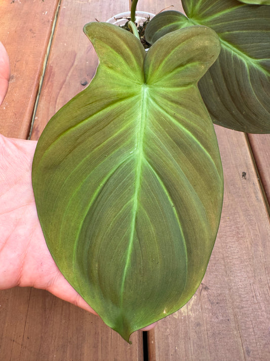 Philodendron Camposportoanum in 4-inch pot with velvety green heart-shaped leaves maturing into lobed foliage, climbing houseplant