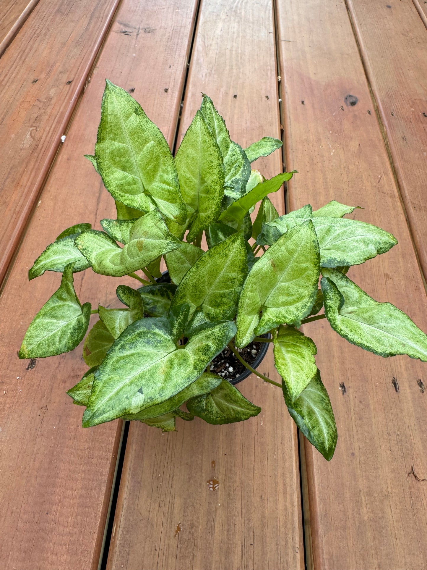 4" Syngonium Podophyllum