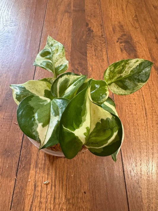 4” Pearls and Jade Pothos