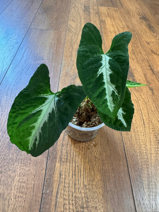 4” Syngonium Wendlandii