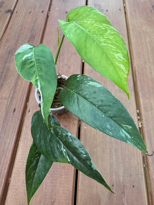 4” Epipremnum Albo