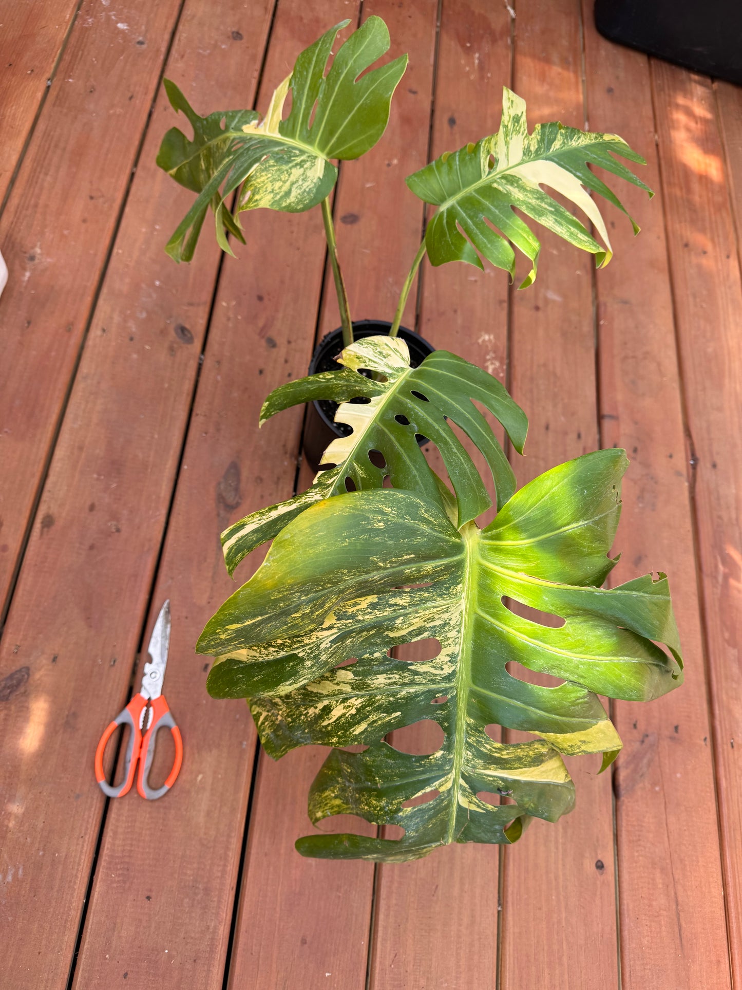 Large Monstera Aurea In A 1 Gallon Pot - LOCAL PICKUP ONLY