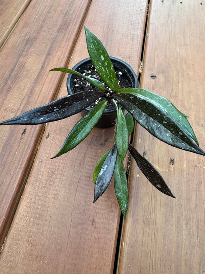 4” Hoya Pubicalyx