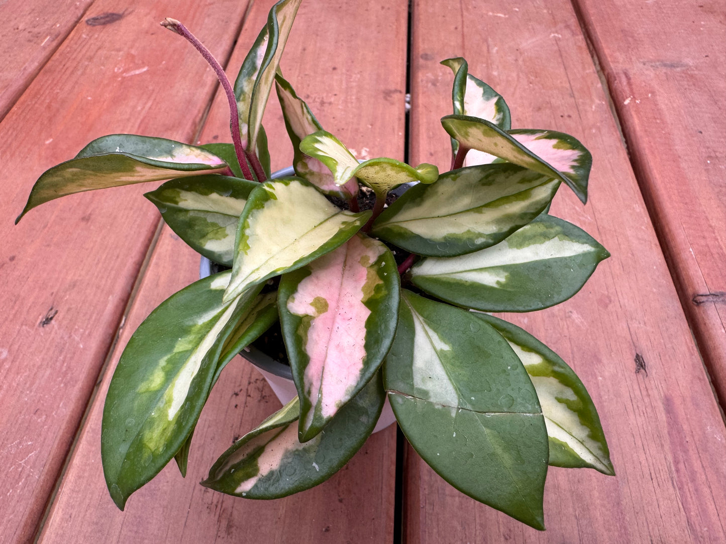 4” Hoya Krimson Princess