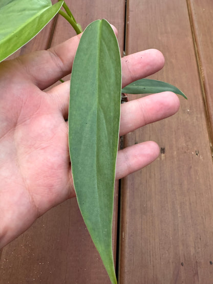 4” Philodendron Oxapapense