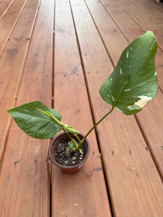 Monstera Thai Constellation in 4-inch pot with large fenestrated green leaves marbled in creamy white, variegated tropical houseplant
