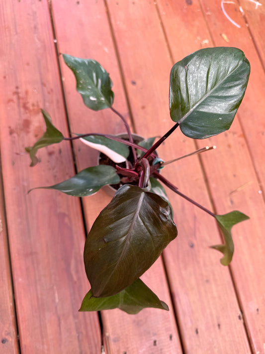 4" Philodendron Pink Princess