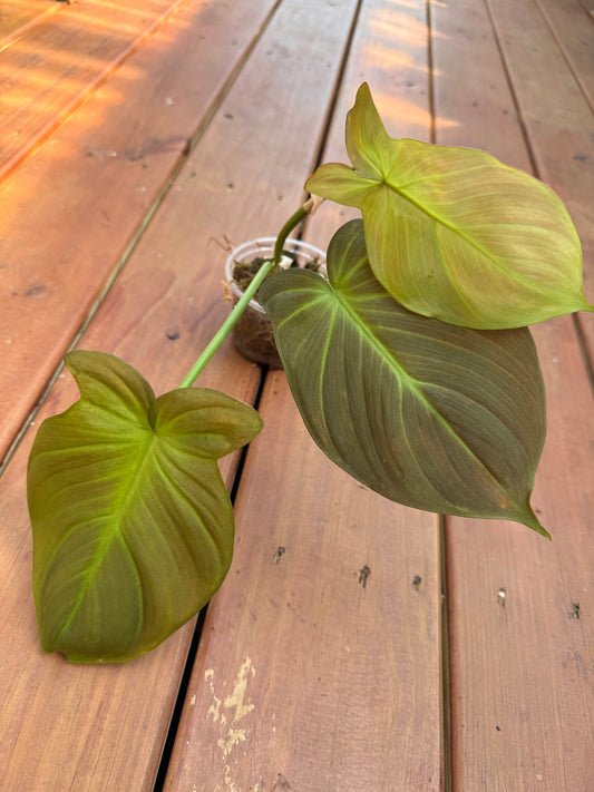 Philodendron Camposportoanum in 4-inch pot with velvety green heart-shaped leaves maturing into lobed foliage, climbing houseplant