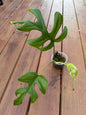 4” Monstera Ginny (Mini Monstera)