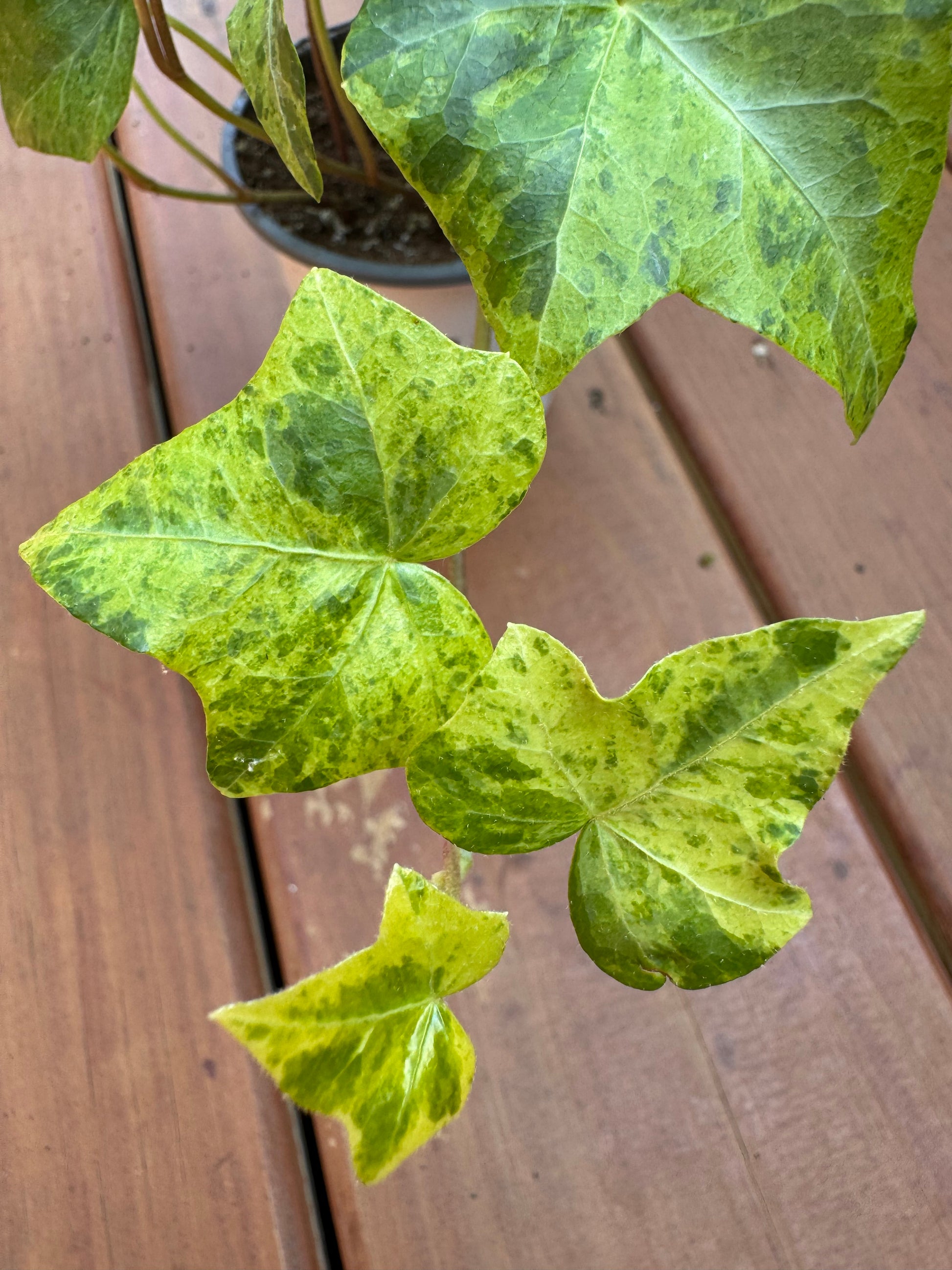 Hedera Luzii in 4-inch pot with trailing deep green glossy ivy leaves, climbing houseplant