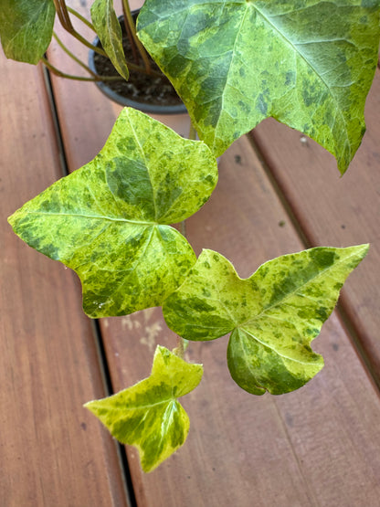 Hedera Luzii in 4-inch pot with trailing deep green glossy ivy leaves, climbing houseplant