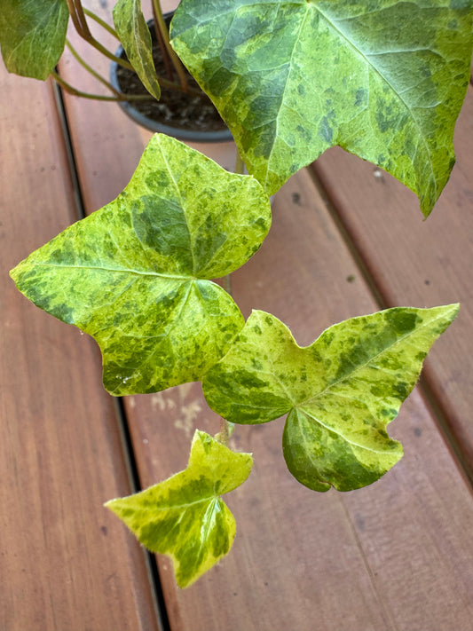 Hedera Luzii in 4-inch pot with trailing deep green glossy ivy leaves, climbing houseplant