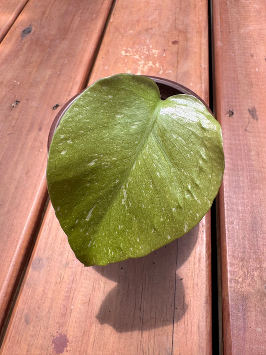 4” Monstera Thai Constellation