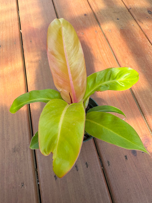 4” Philodendron Prince of Orange