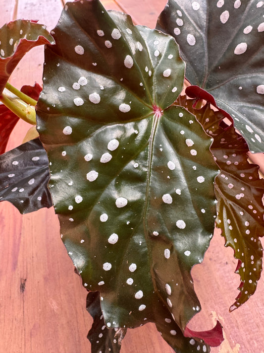 Begonia Black Forest in 4-inch pot with dark green-black leaves and bright red undersides, dramatic foliage houseplant