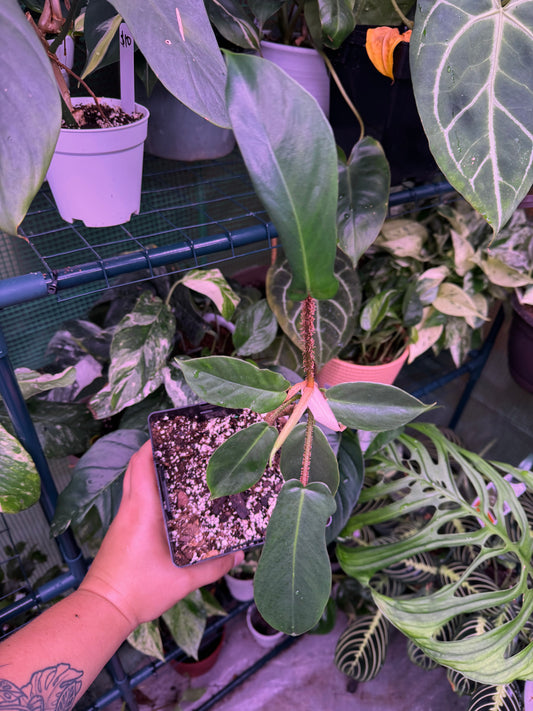 4” Philodendron Squamifernum